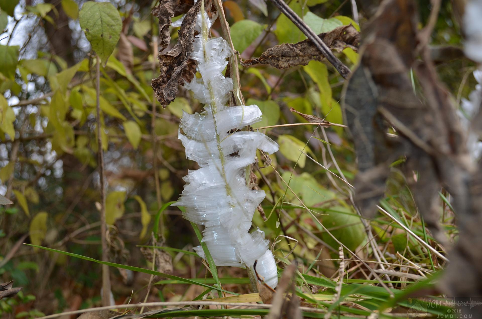 Ice flowers (freezing water slowly-oozed from plant stems, TN)